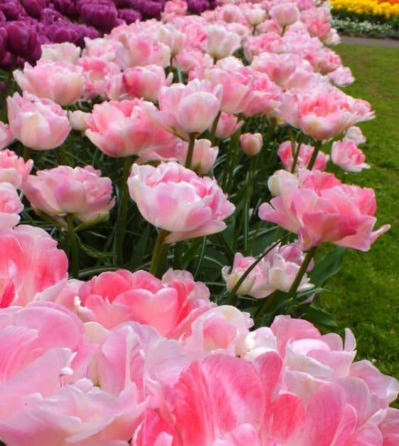 Tulip Angelique - Image 2