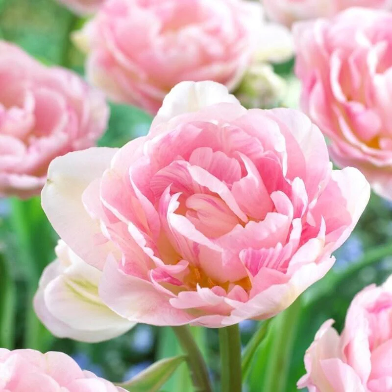 Tulip Angelique - Image 3