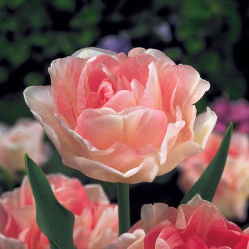 Tulip Angelique - Image 5