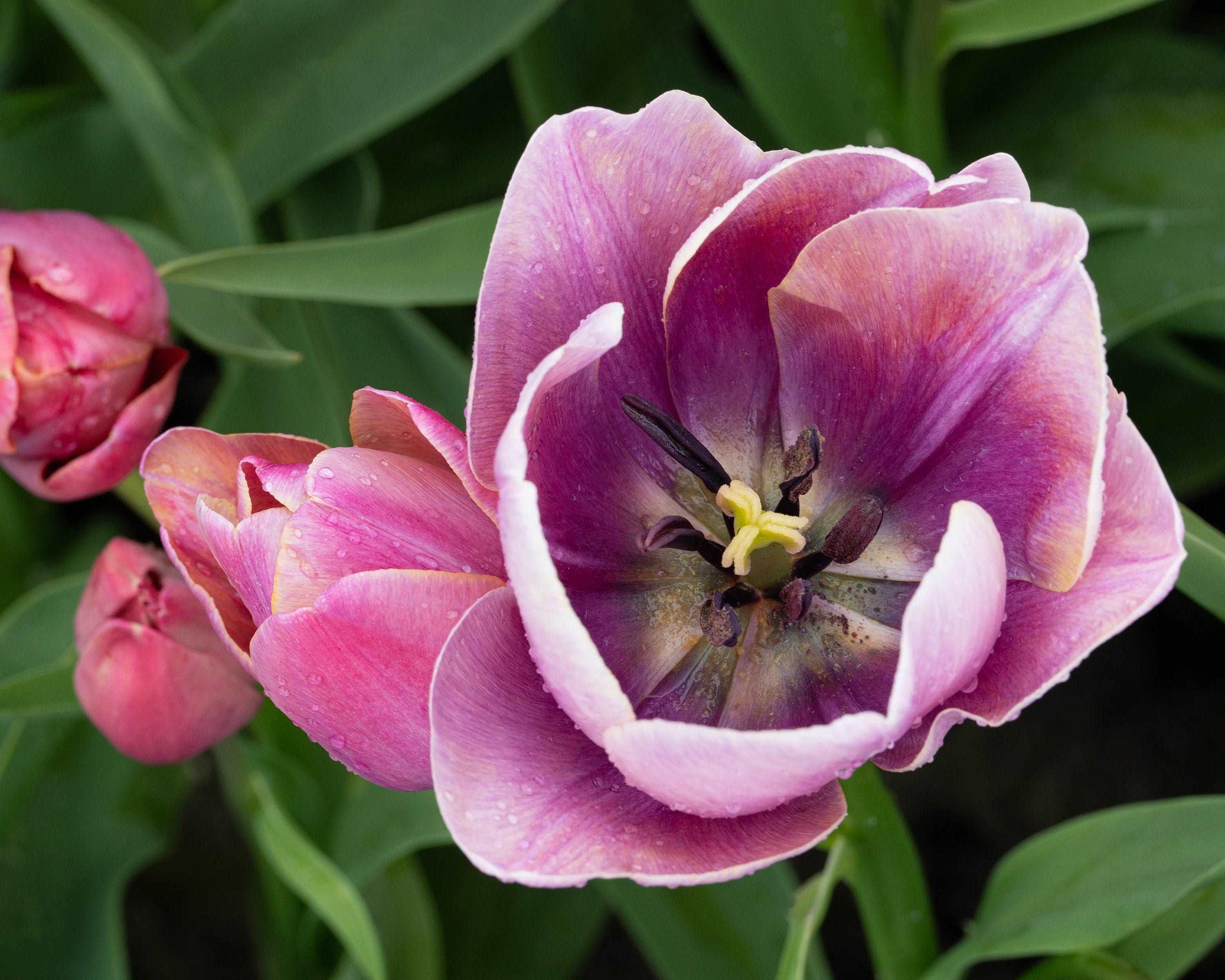 Tulip Blue Heaven - Image 3