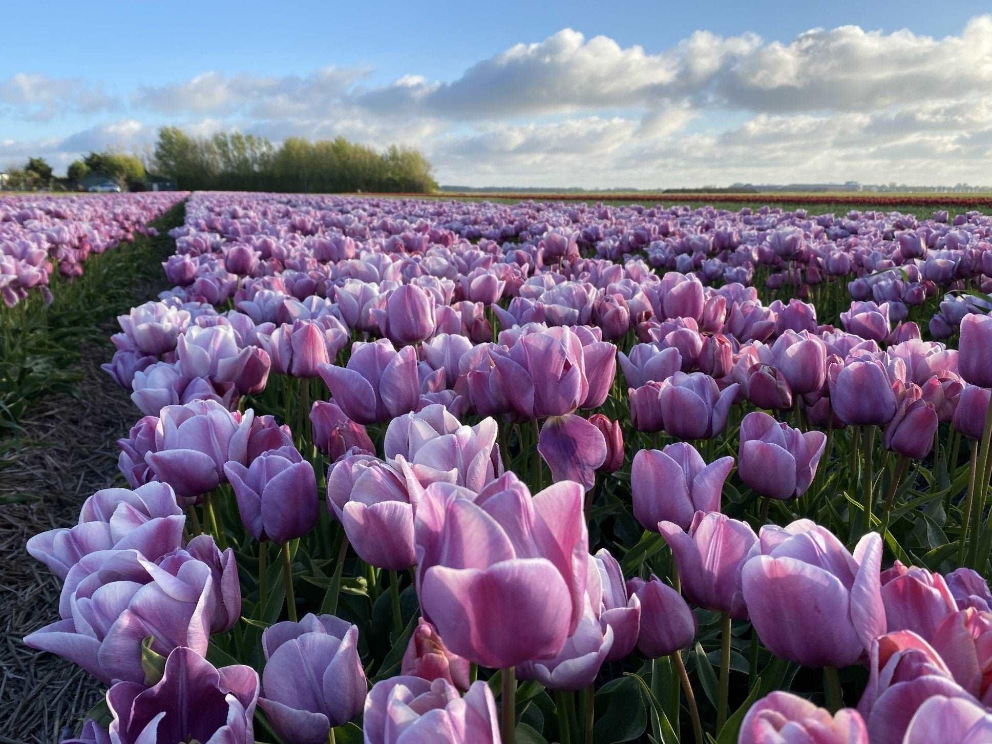 Tulip Blue Heaven - Image 5