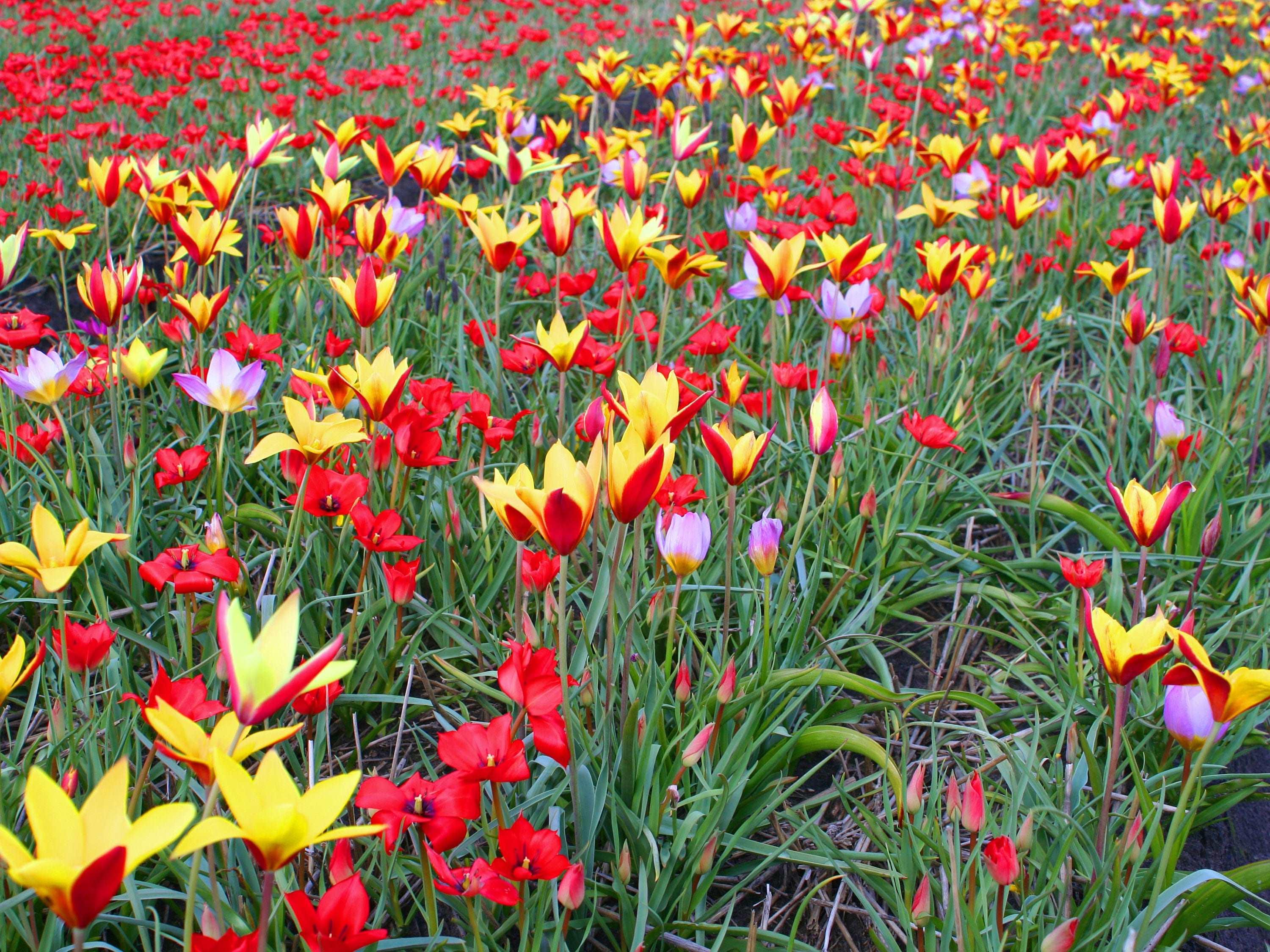 Tulip Botanical Mix - Image 3