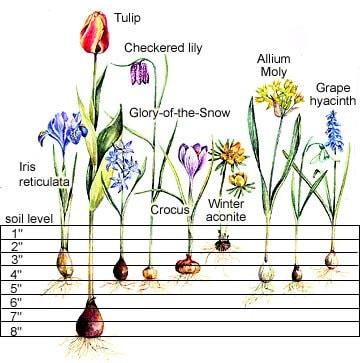 Tulip Botanical Mix - Image 4