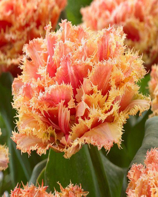 Tulip "Brisbane" bulbs - Image 3