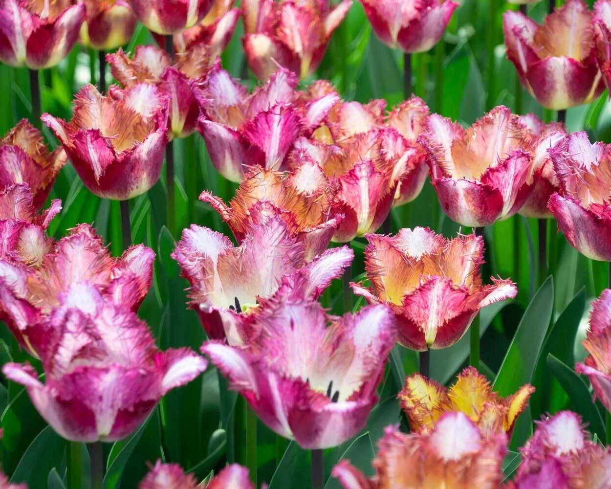 Tulip Color Fusion - Image 4