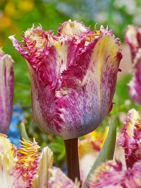 Tulip Color Fusion - Image 5
