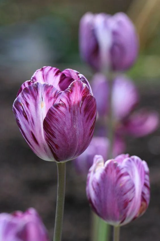 Tulip Columbine - Image 3