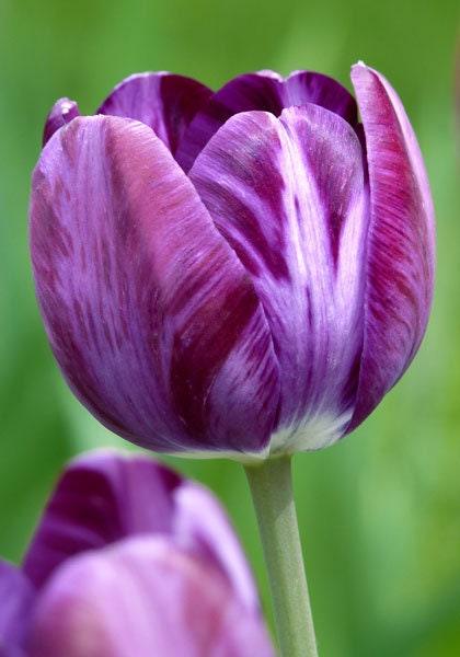 Tulip Columbine - Image 5