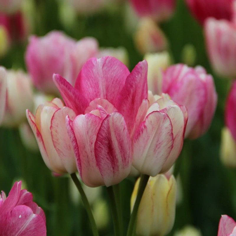 Tulip Dream Club