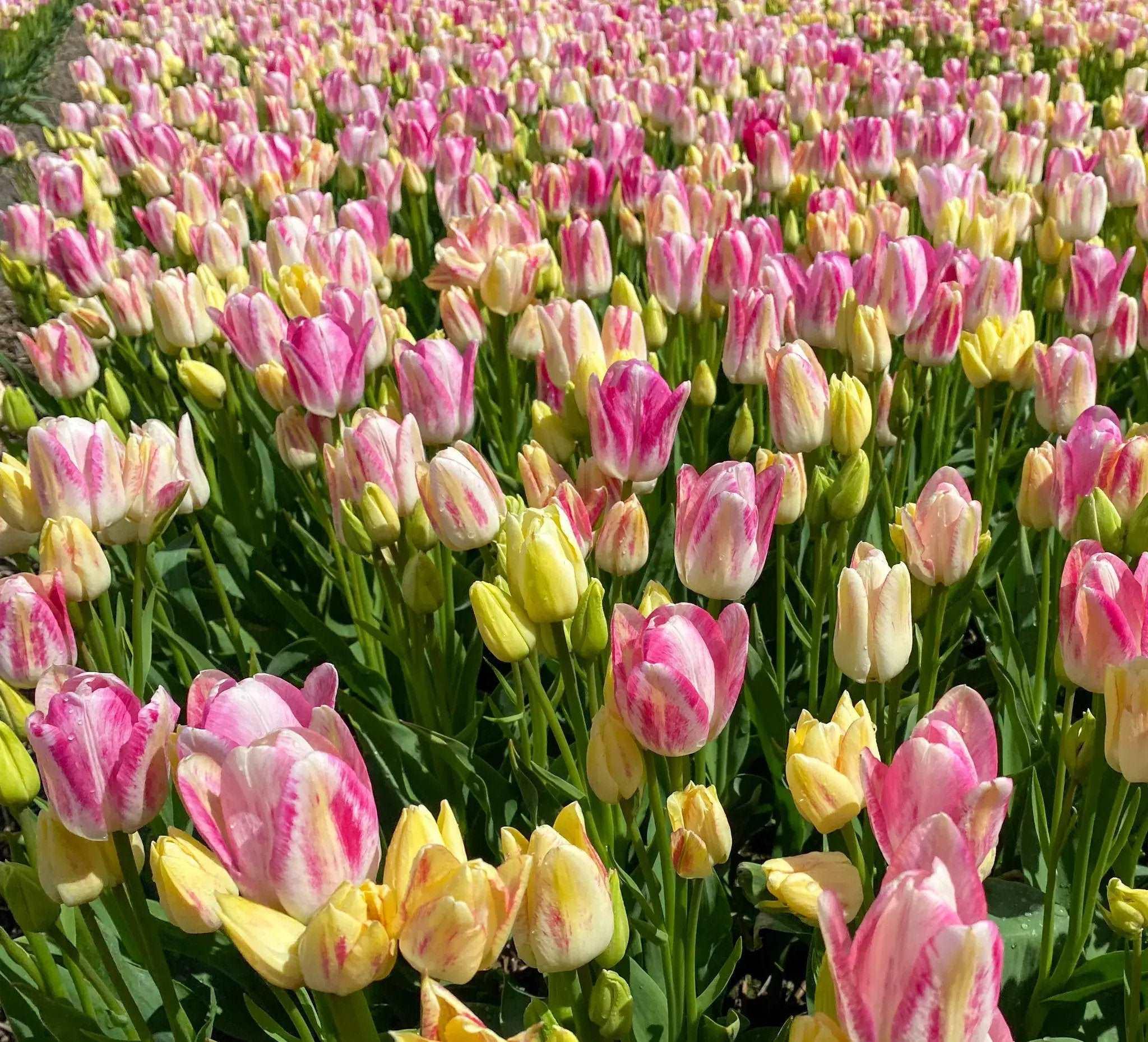 Tulip Dream Club - Image 2