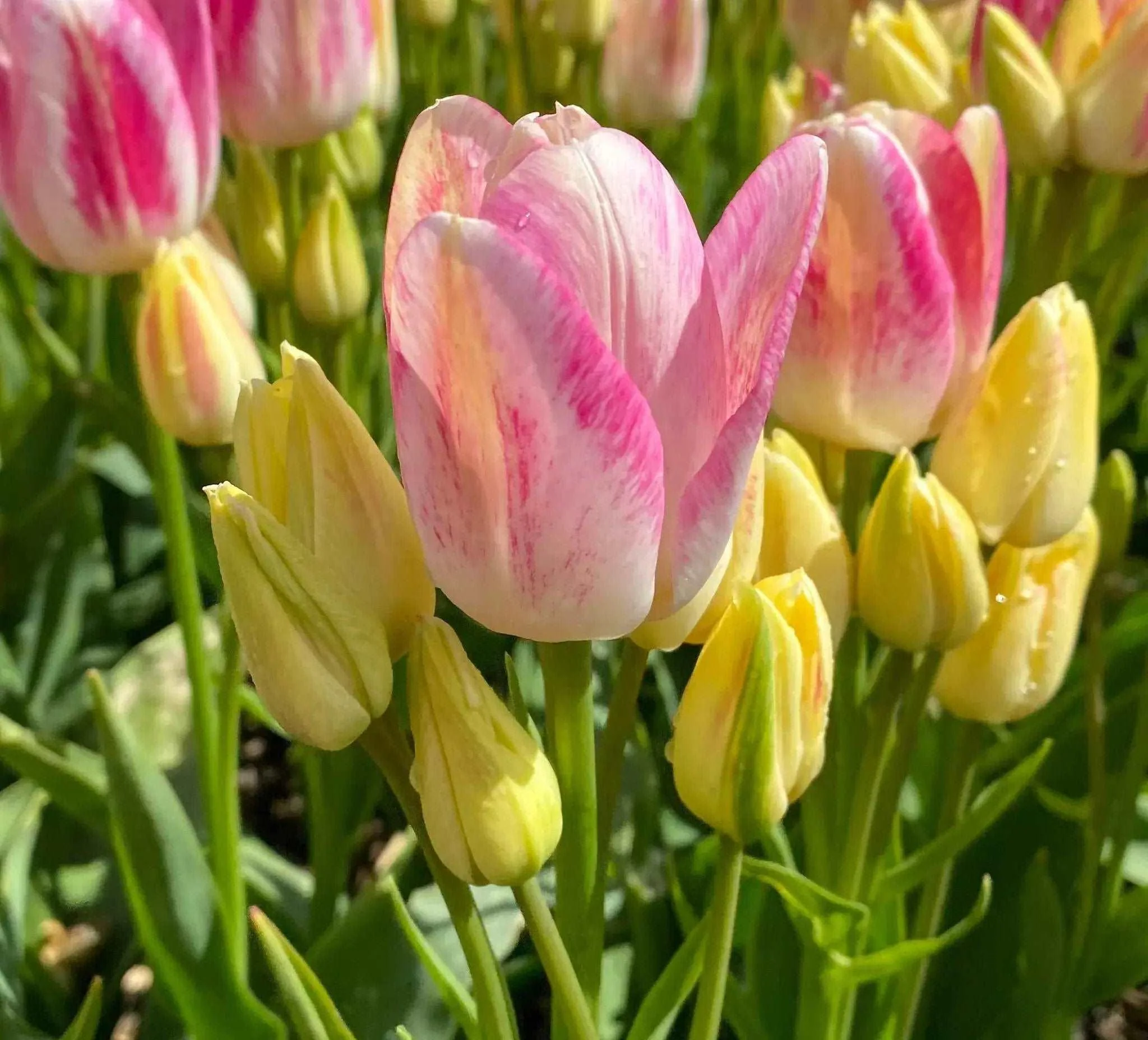 Tulip Dream Club - Image 3