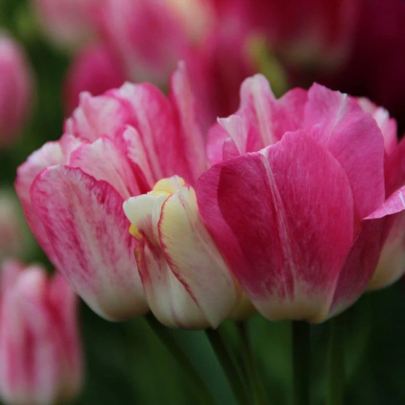 Tulip Dream Club - Image 5