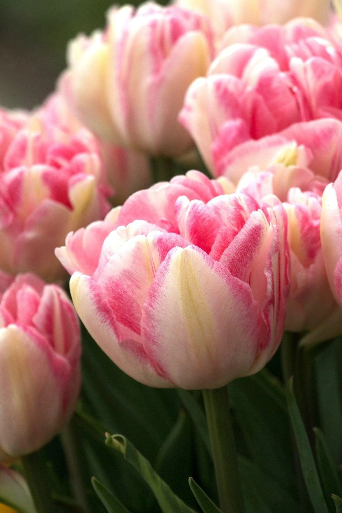 Tulip Foxtrot - Image 3