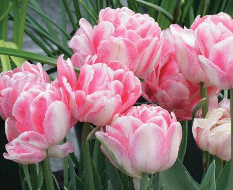 Tulip Foxtrot - Image 4