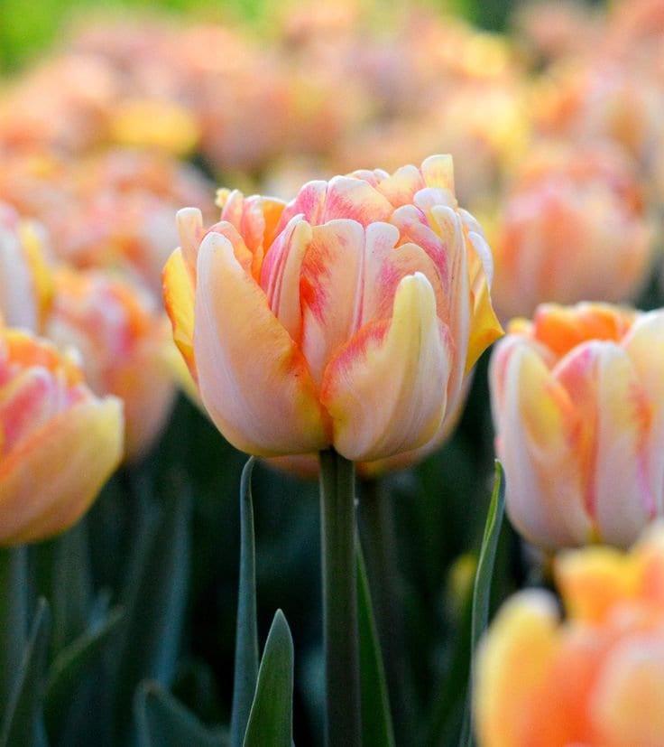 Tulip Foxy Foxtrot - Image 2