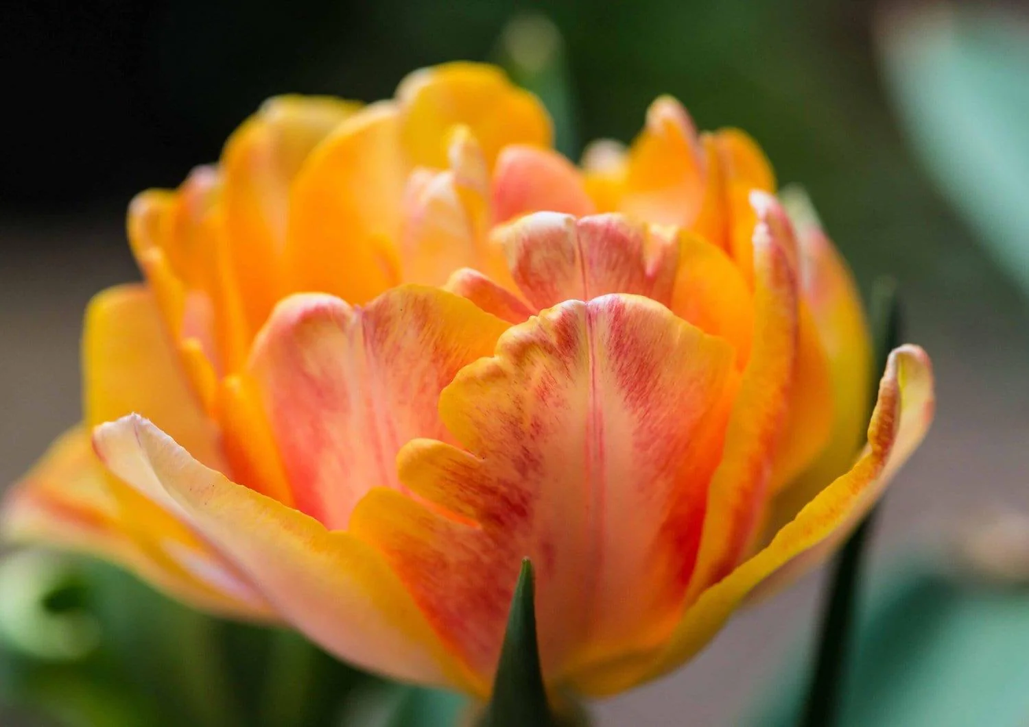 Tulip Foxy Foxtrot - Image 3