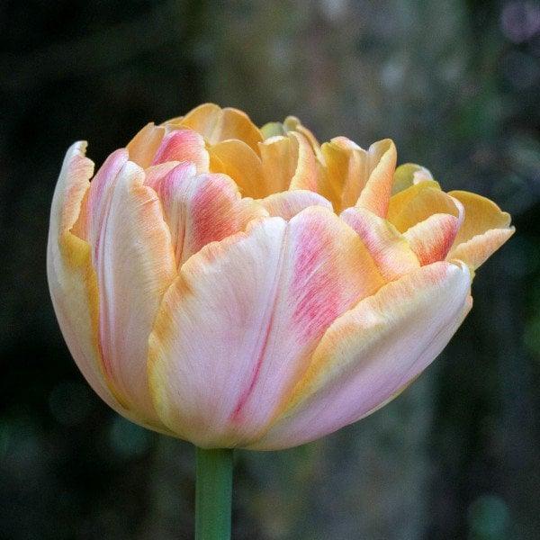 Tulip Foxy Foxtrot - Image 4