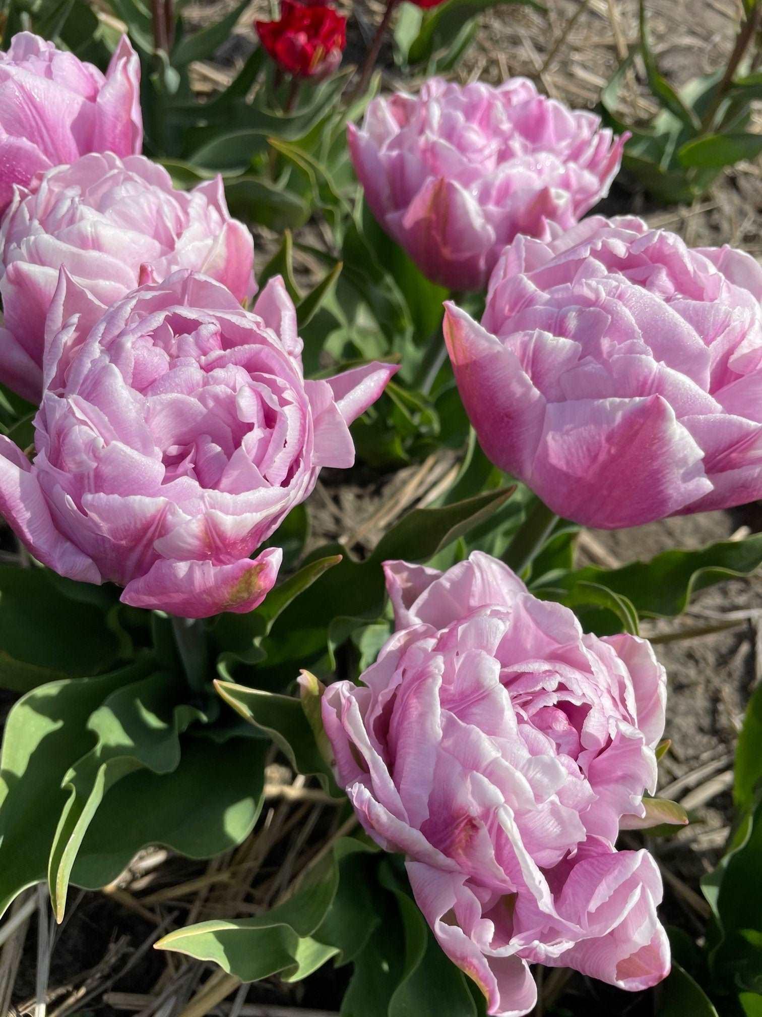 Tulip Katinka - Image 3