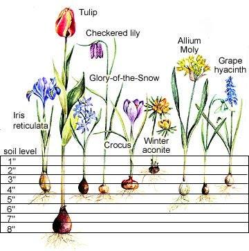 Tulip Katinka - Image 5