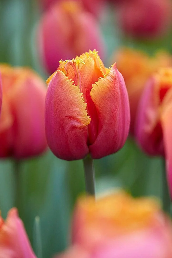 Tulip Louvre Orange bulbs - Image 4