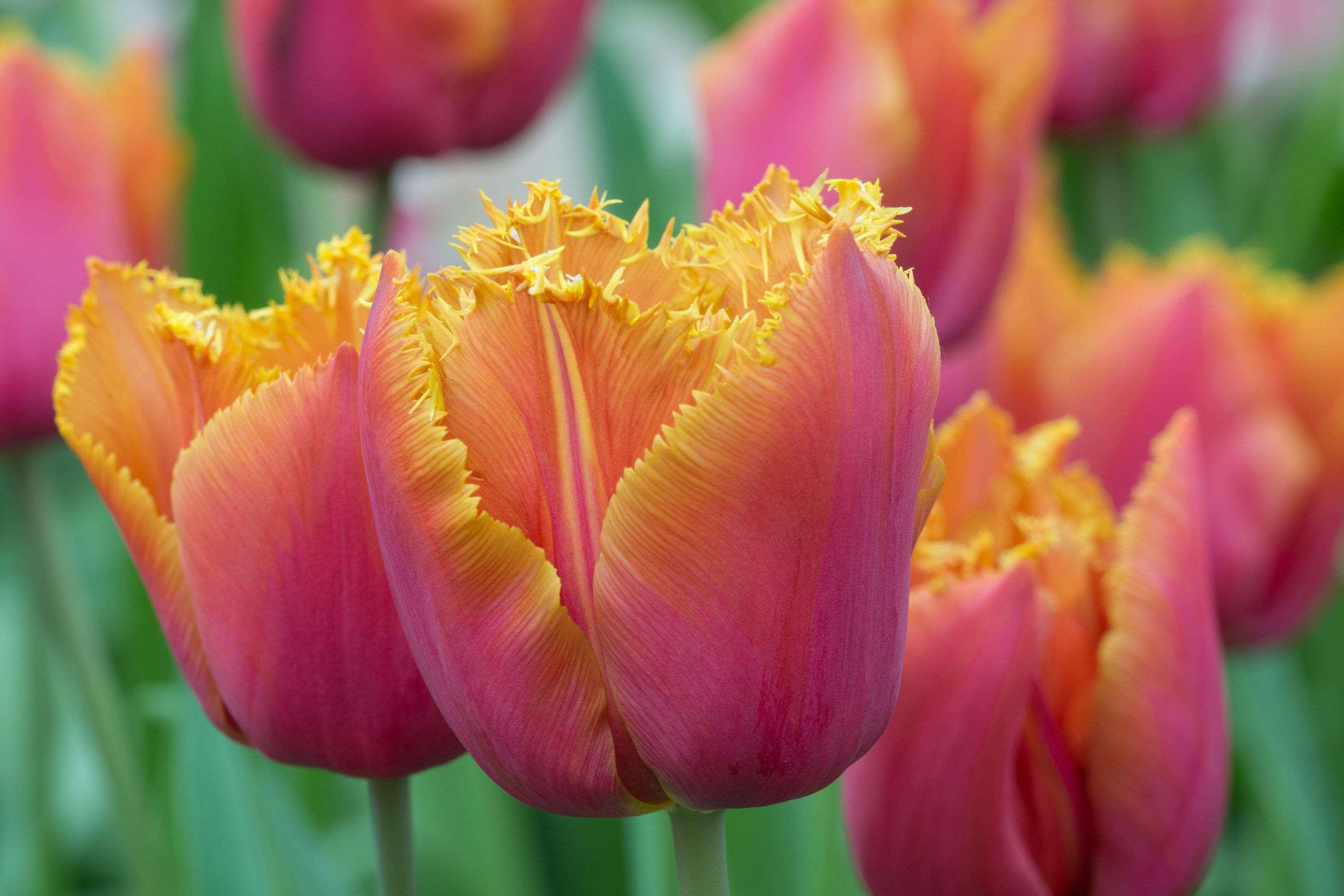 Tulip Louvre Orange bulbs - Image 5