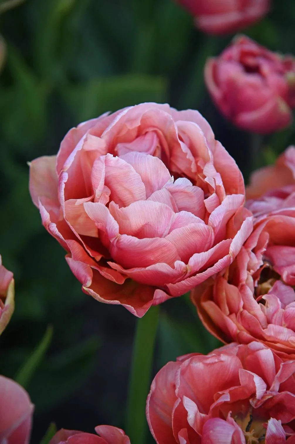 Tulip Pink Treasure - Image 4