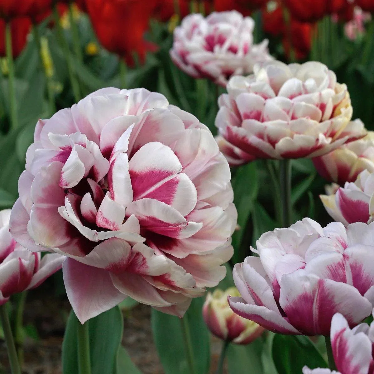 Tulip Pistache
