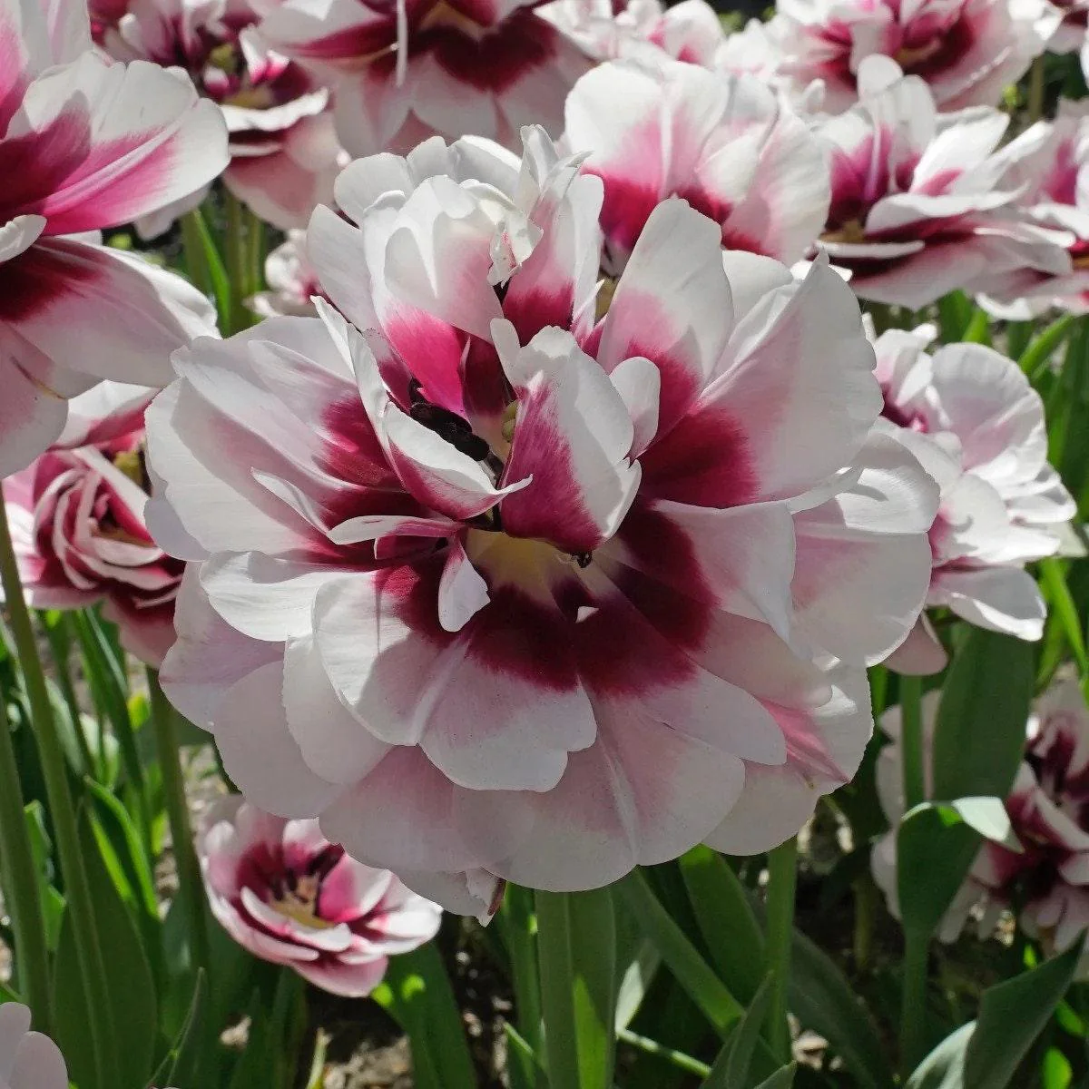 Tulip Pistache - Image 2