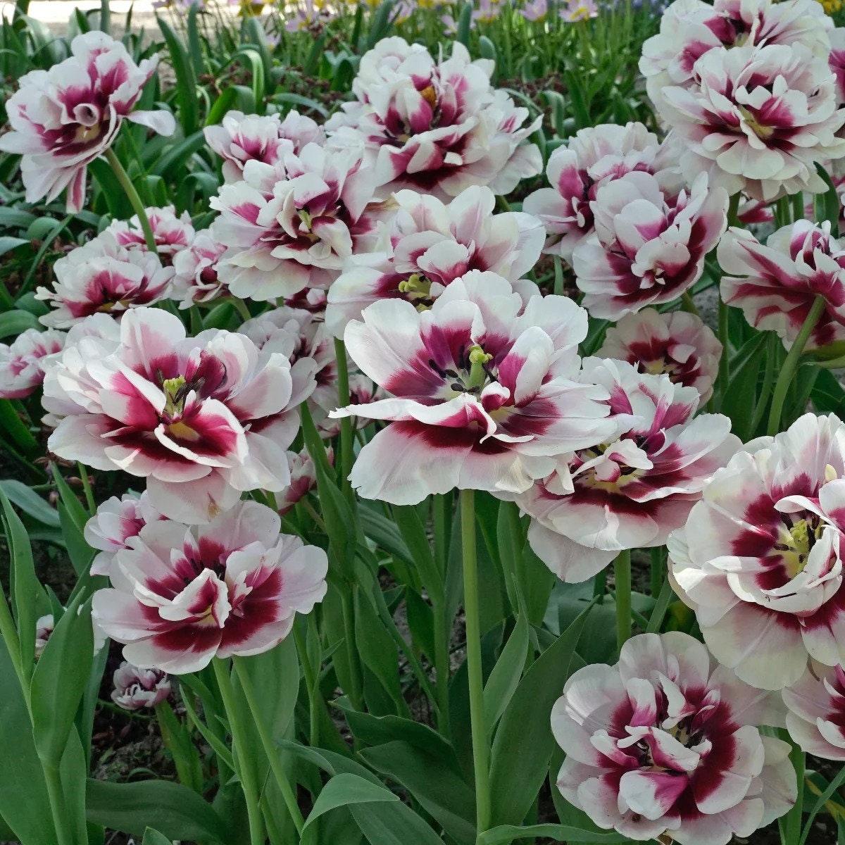 Tulip Pistache - Image 3