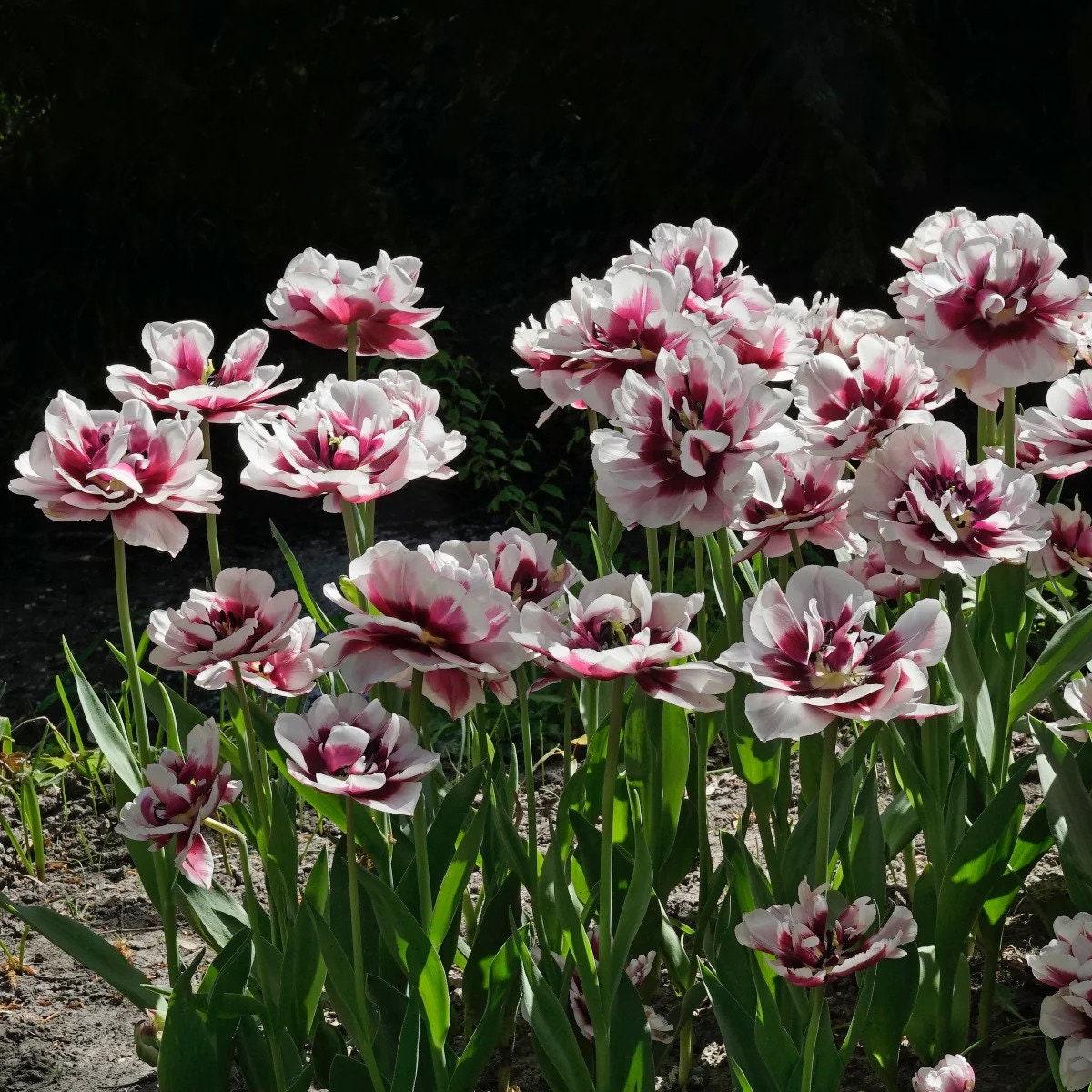 Tulip Pistache - Image 5
