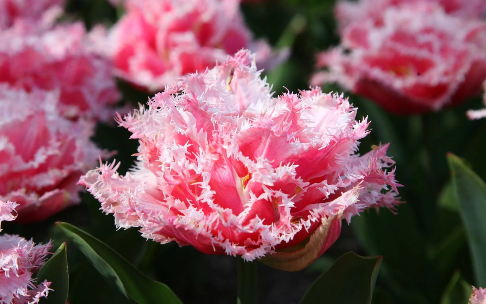 Tulip "Queensland" bulbs - Image 3