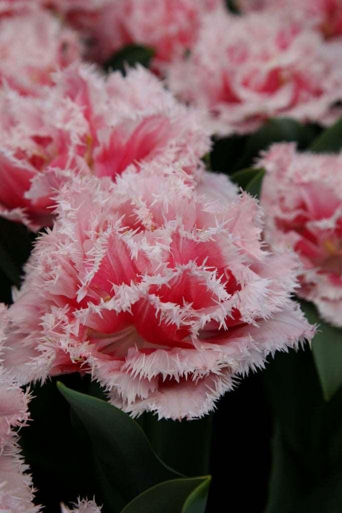 Tulip "Queensland" bulbs - Image 4