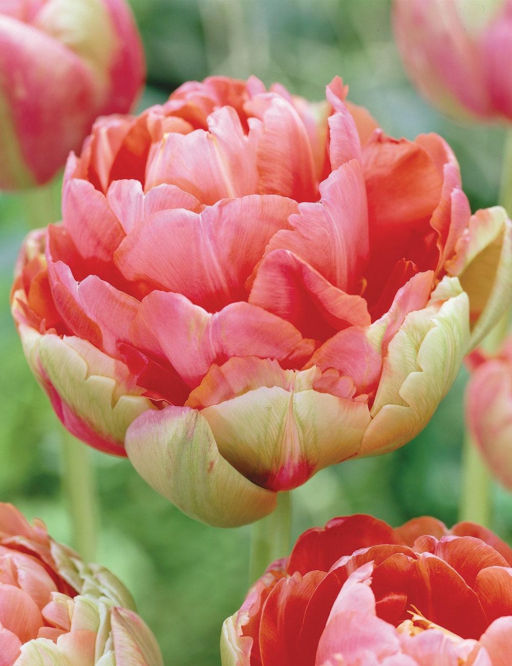 Tulip Renown Unique - Image 4