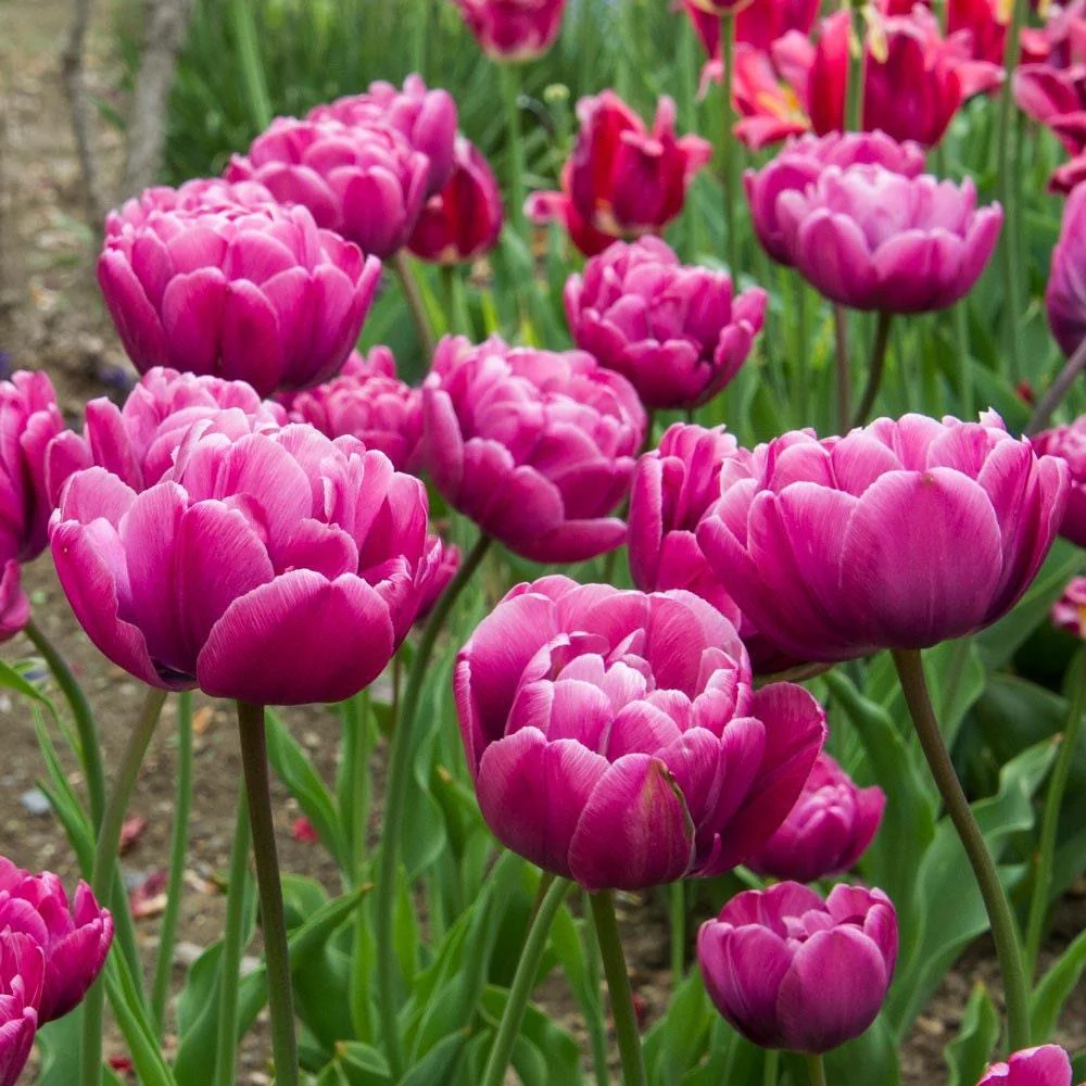 Tulip Rosy Diamond - Image 3