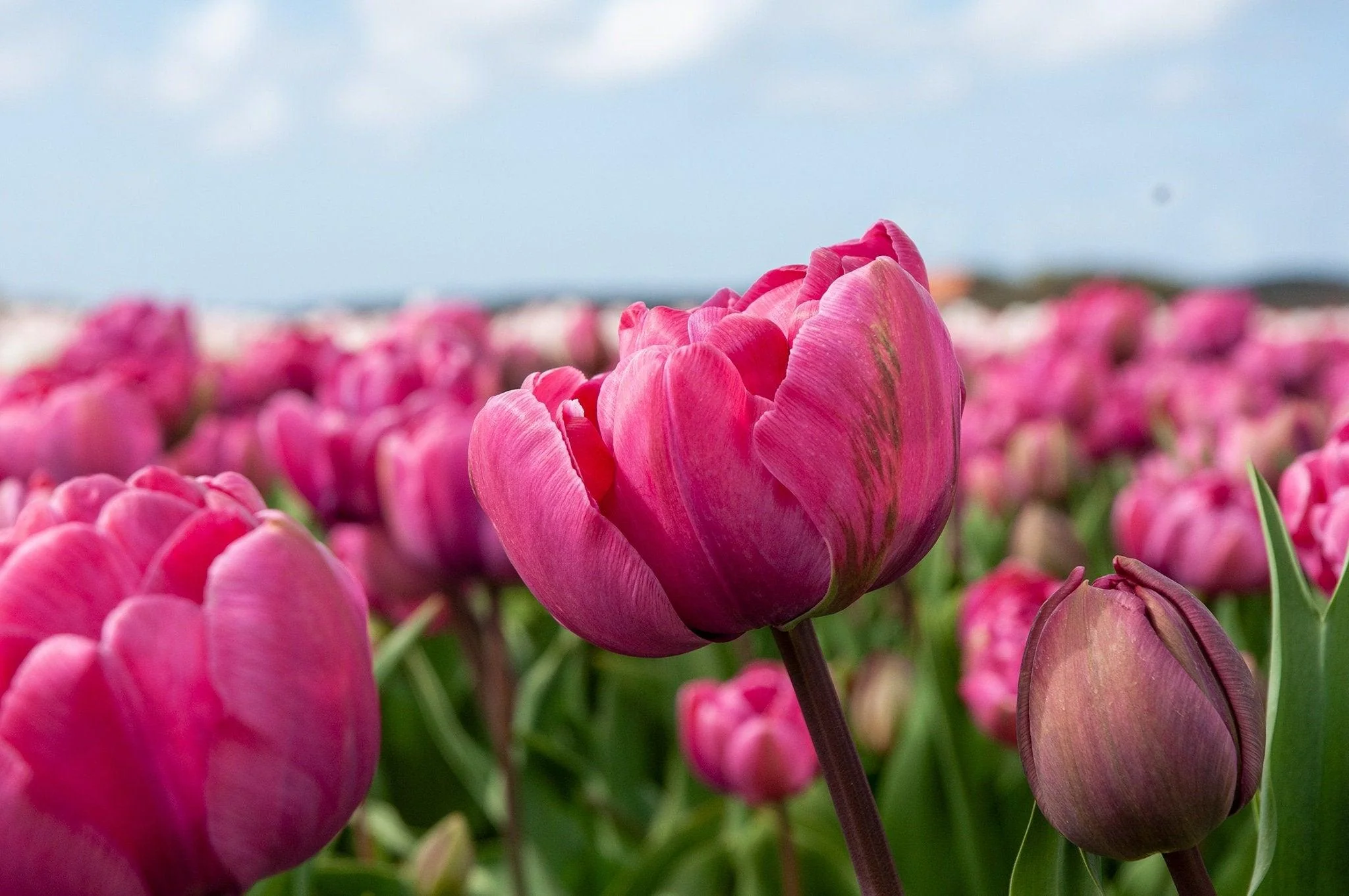 Tulip Rosy Diamond - Image 4