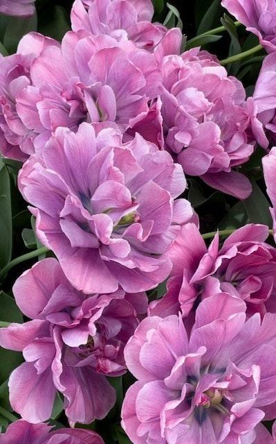 Tulip Rosy Diamond - Image 6