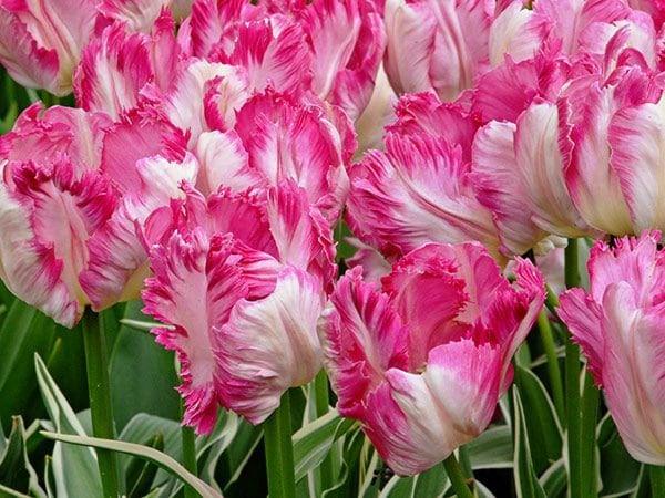 Tulip Silver Parrot - Image 3