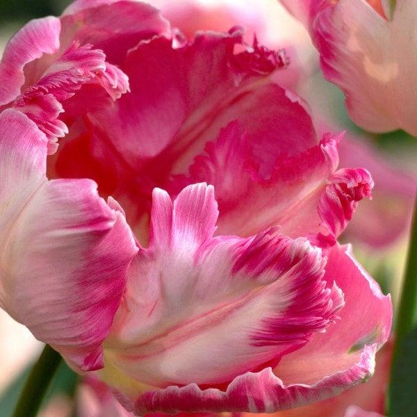 Tulip Silver Parrot - Image 4