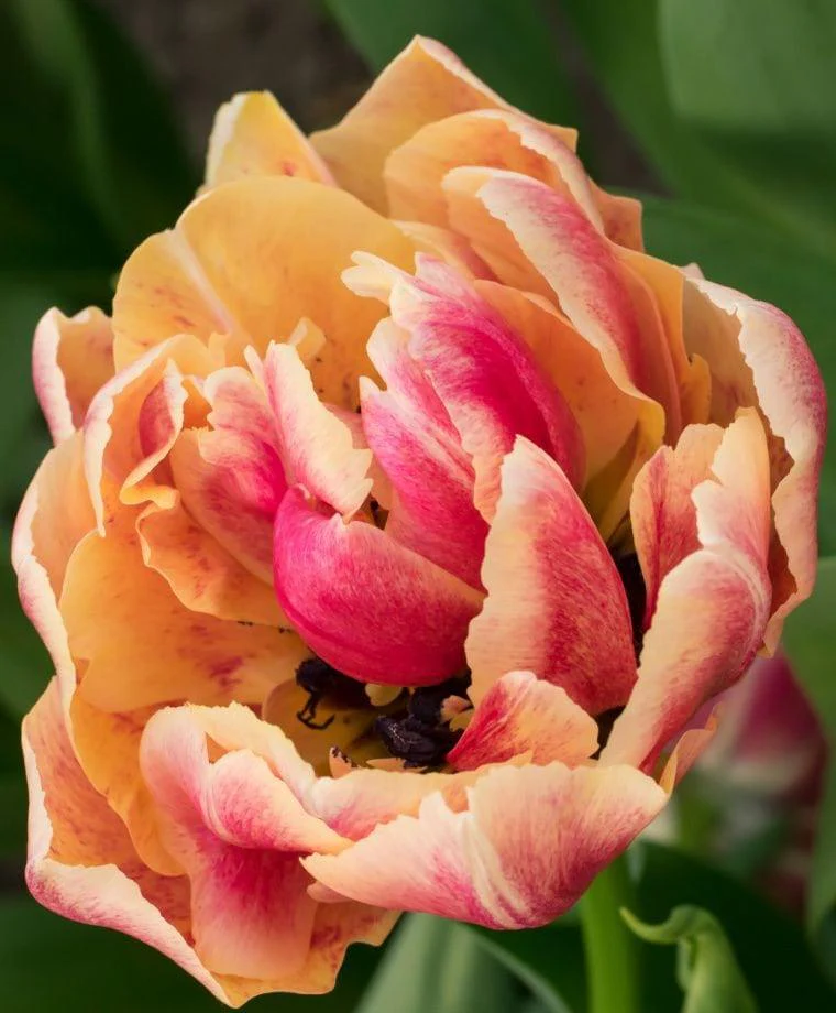 Tulip Verona Sunrise - Image 3