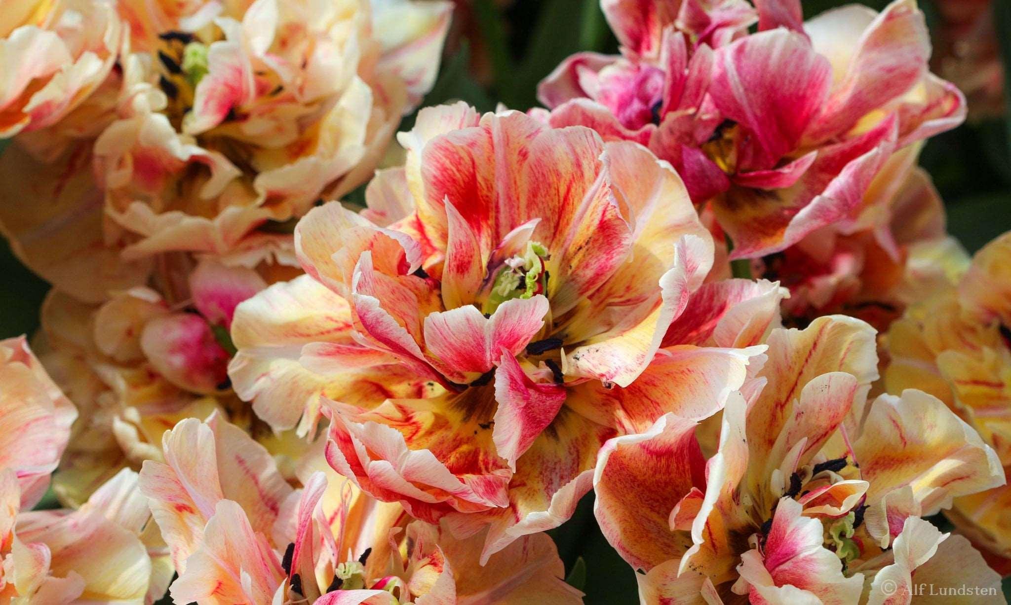 Tulip Verona Sunrise - Image 4