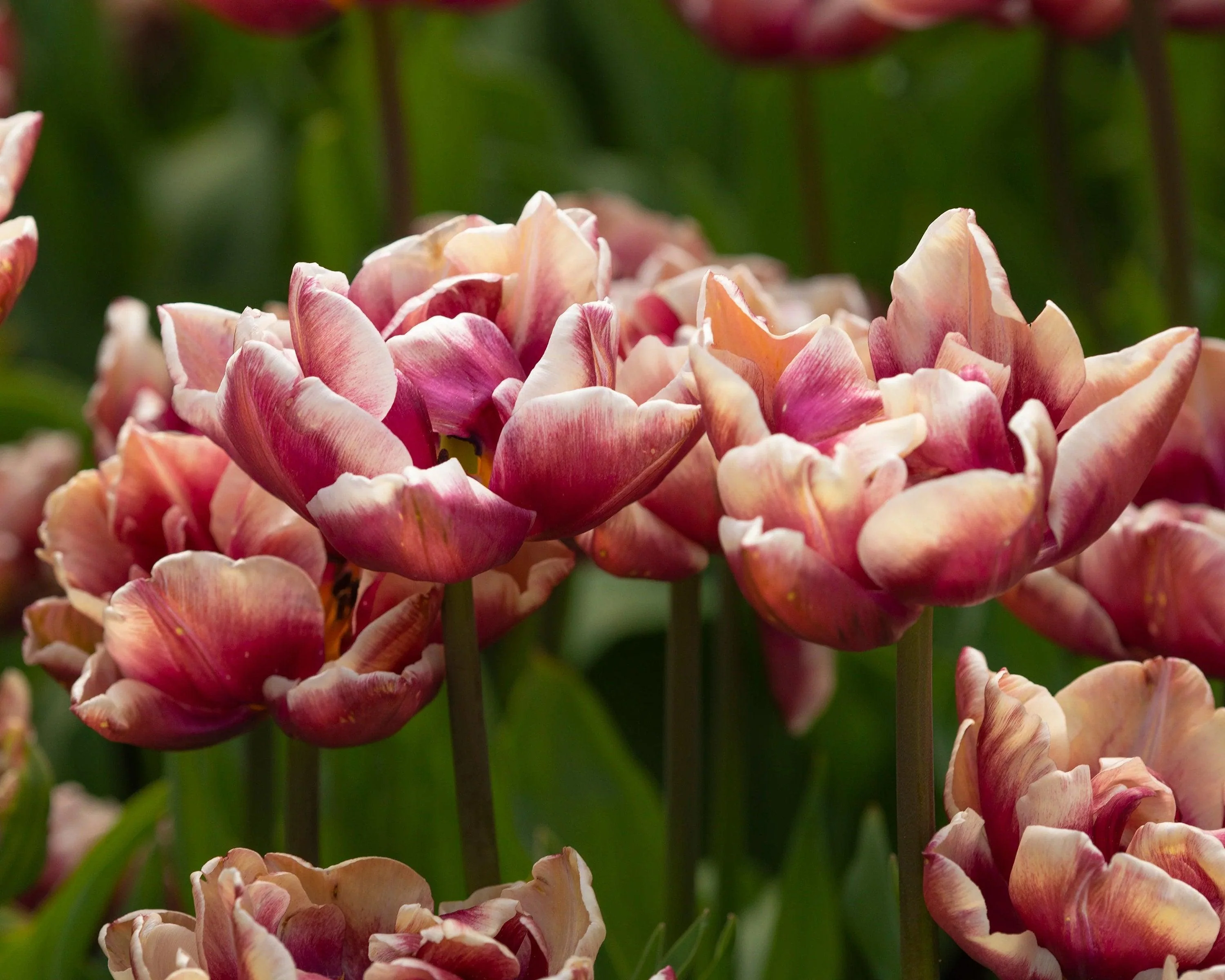Tulip Wyndham