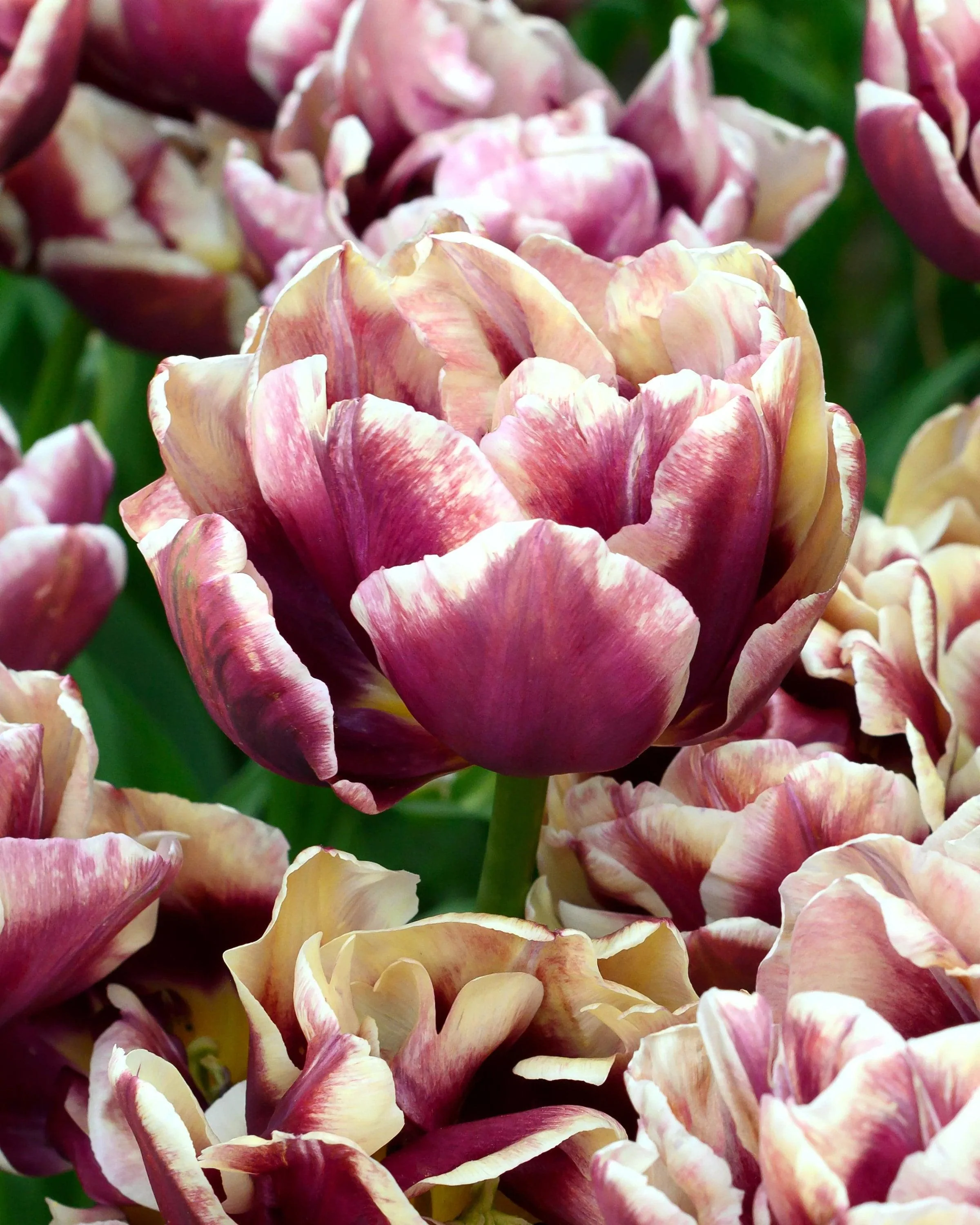 Tulip Wyndham - Image 2