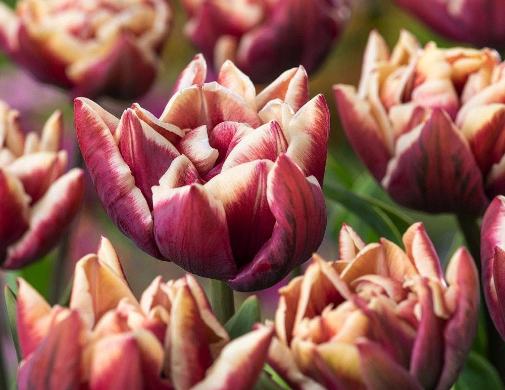 Tulip Wyndham - Image 3