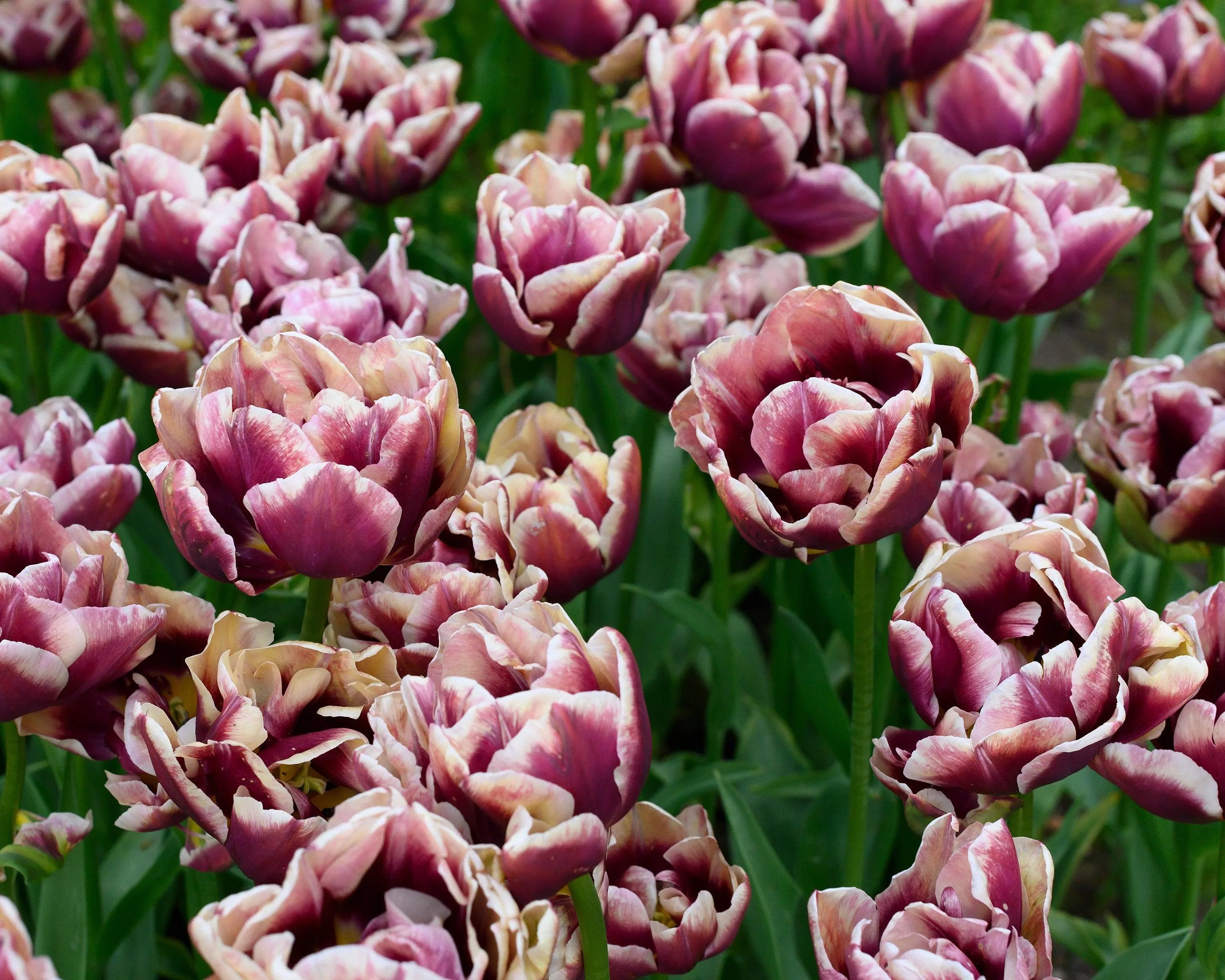 Tulip Wyndham - Image 4