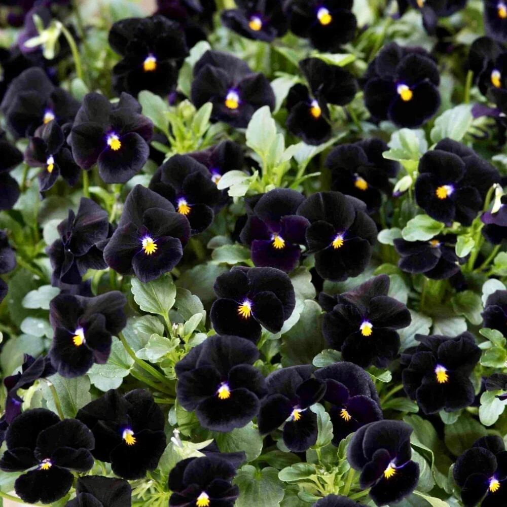 Viola cornuta " Back to Black" - Image 3