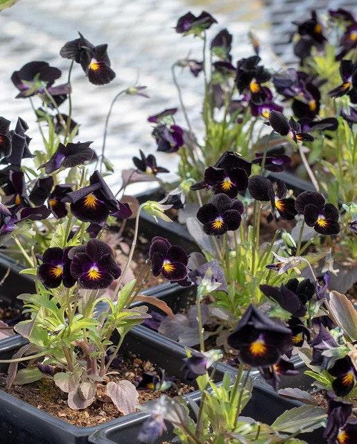 Viola cornuta " Back to Black" - Image 4
