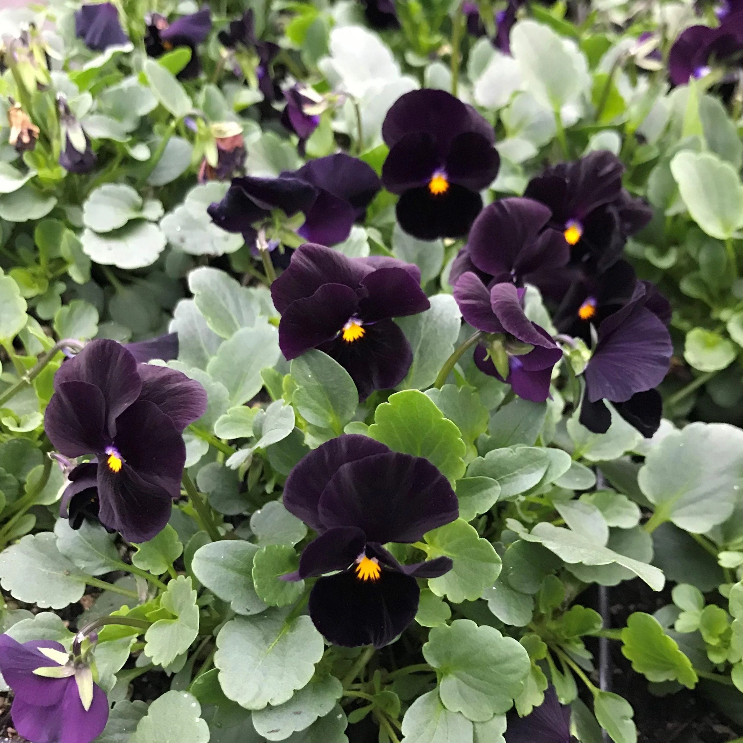 Viola cornuta " Back to Black" - Image 5