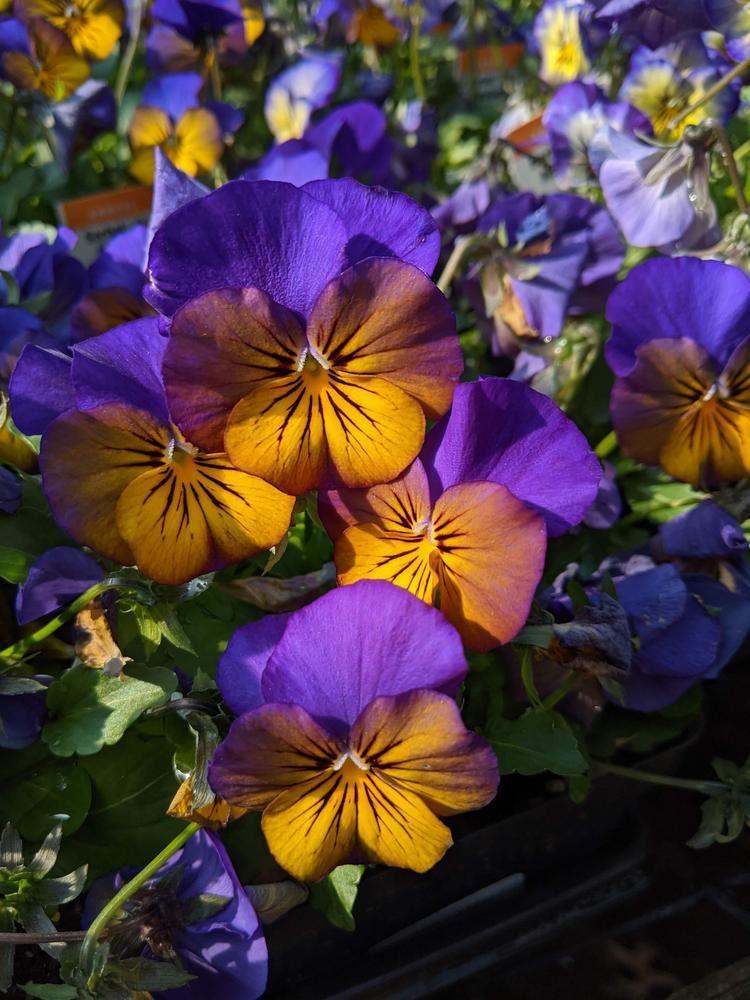 Viola cornuta "Sorbet XP - Morpho" - Image 2