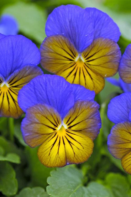 Viola cornuta "Sorbet XP - Morpho" - Image 3
