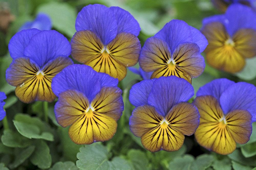Viola cornuta "Sorbet XP - Morpho" - Image 4